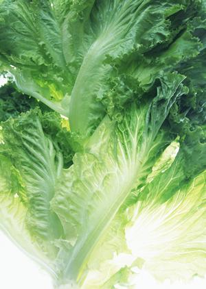 恵比寿で楽しむシェイクシャックの魅力